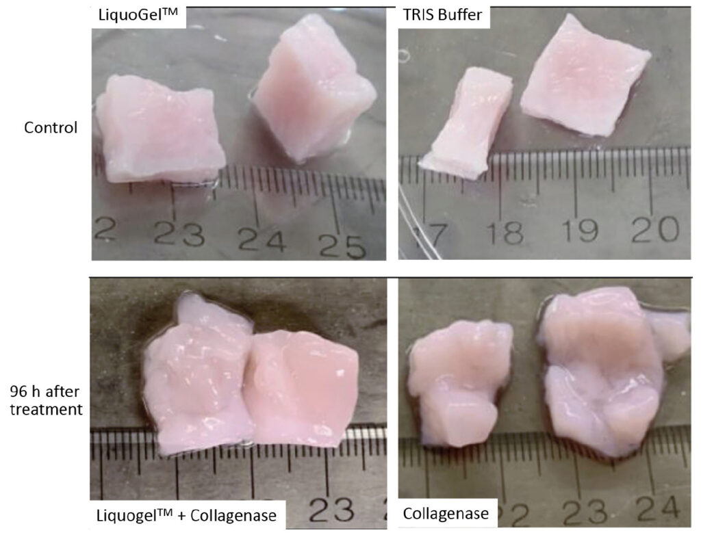 Ex vivo study results: fibroid tissue cubes injected with collagenase or with control