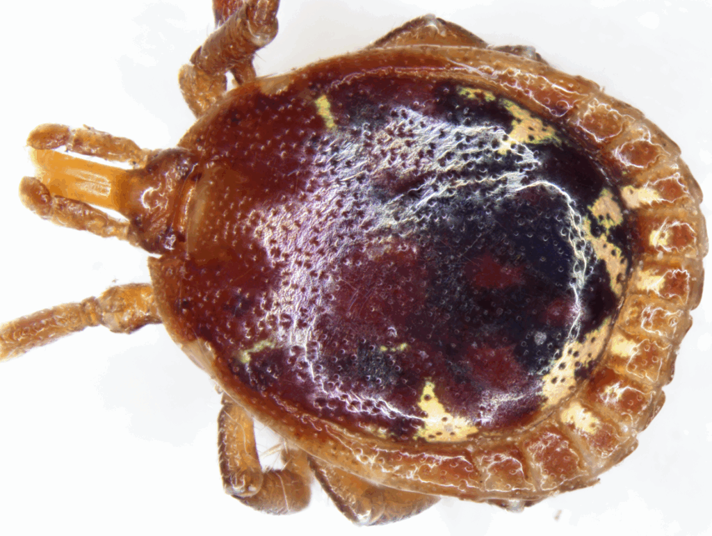 An image of a tick.